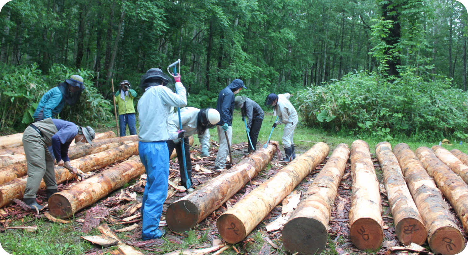ボランティアのみなさんによる雨竜研究林でのカラマツの皮むき作業。